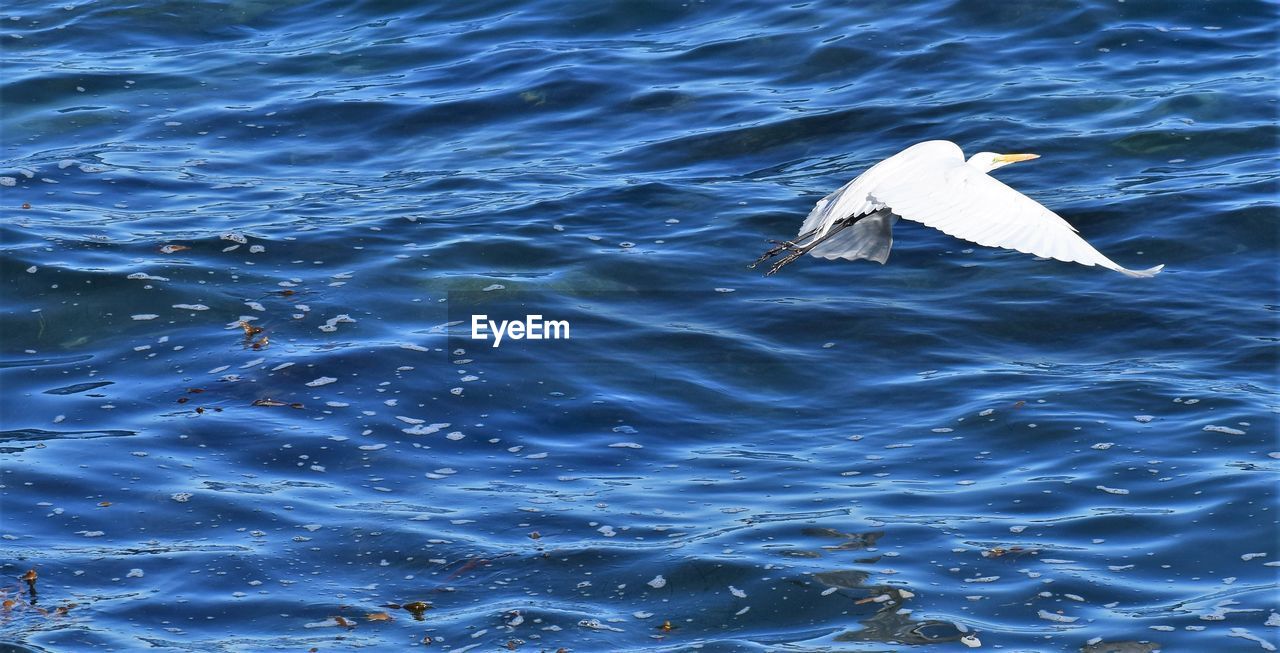 CLOSE-UP OF DUCK SWIMMING IN SEA