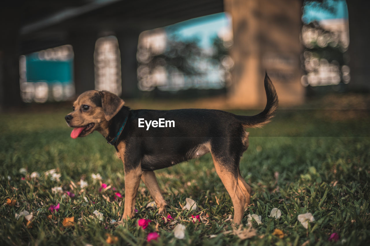 DOG LOOKING AWAY IN FIELD