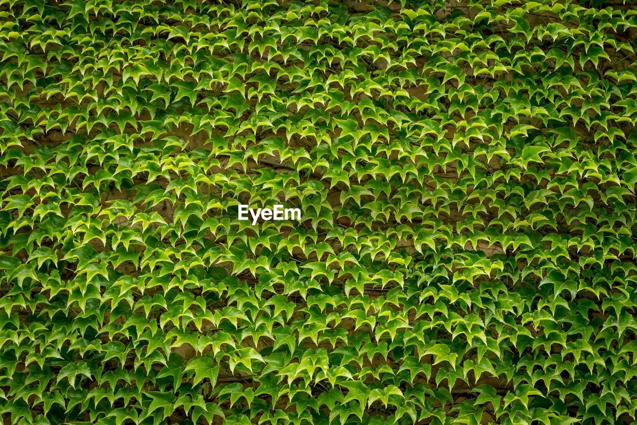 FULL FRAME SHOT OF PLANTS