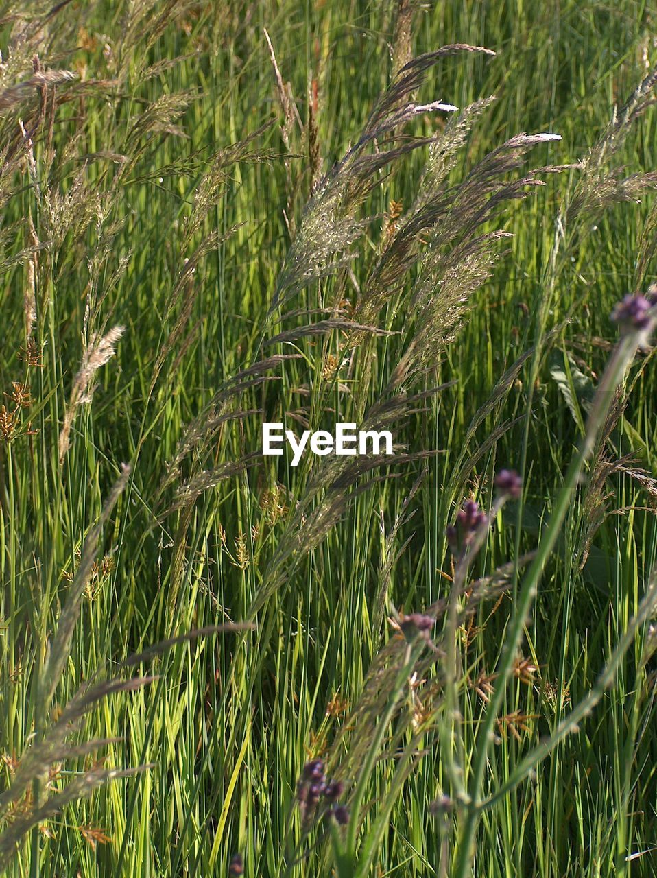 Plants growing on field