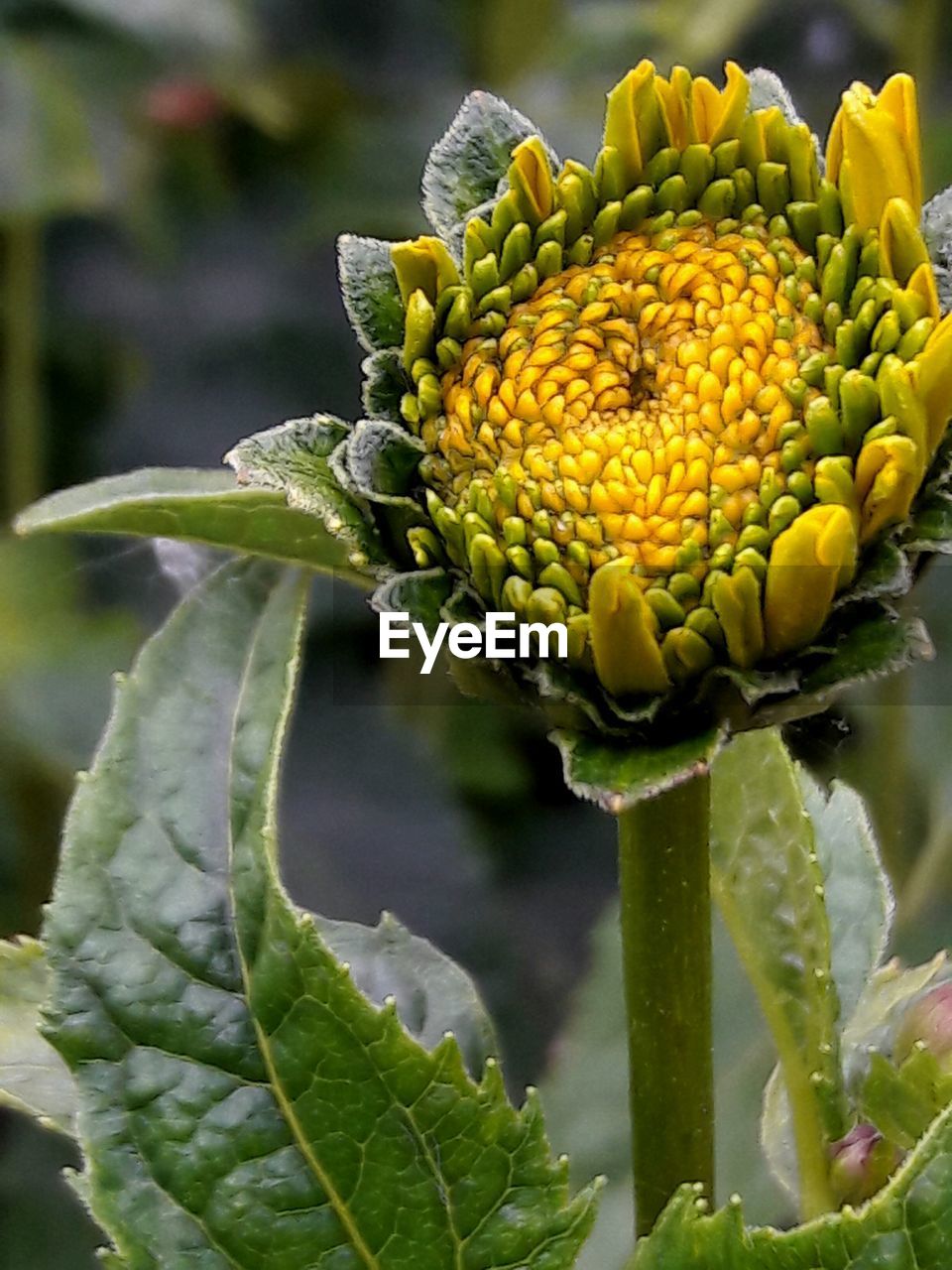 CLOSE-UP OF YELLOW FLOWERS