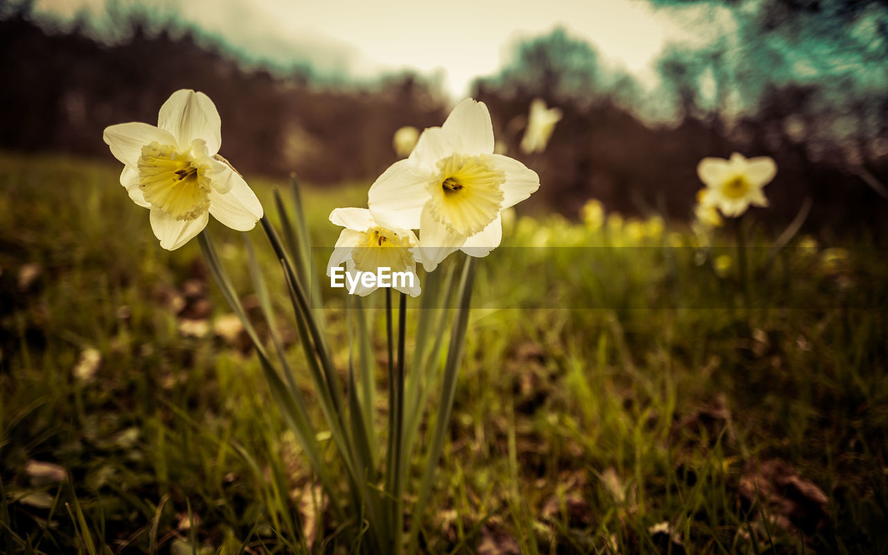 plant, nature, flower, flowering plant, sunlight, yellow, beauty in nature, green, freshness, fragility, flower head, macro photography, close-up, growth, petal, focus on foreground, inflorescence, grass, sky, meadow, springtime, no people, field, narcissus, blossom, outdoors, land, white, wildflower, day, botany, plain, leaf, daffodil, landscape, environment