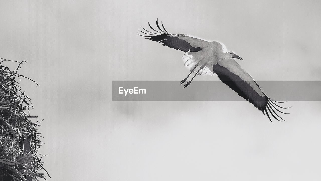 LOW ANGLE VIEW OF CRANE FLYING AGAINST CLEAR SKY
