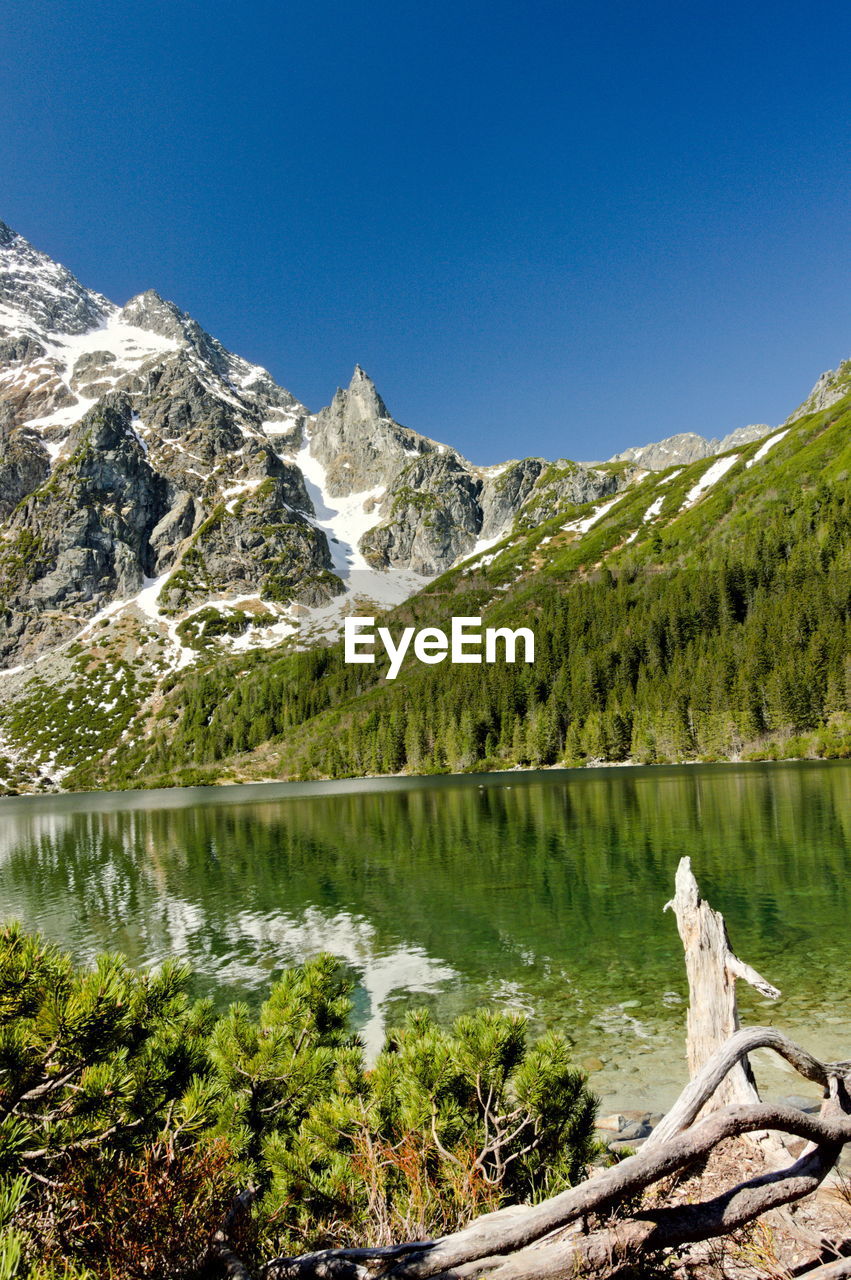 SCENIC VIEW OF LAKE BY TREES AGAINST BLUE SKY