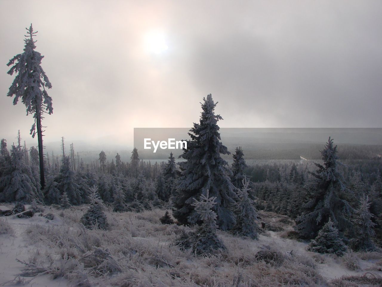 Pine trees on snow covered land against sky