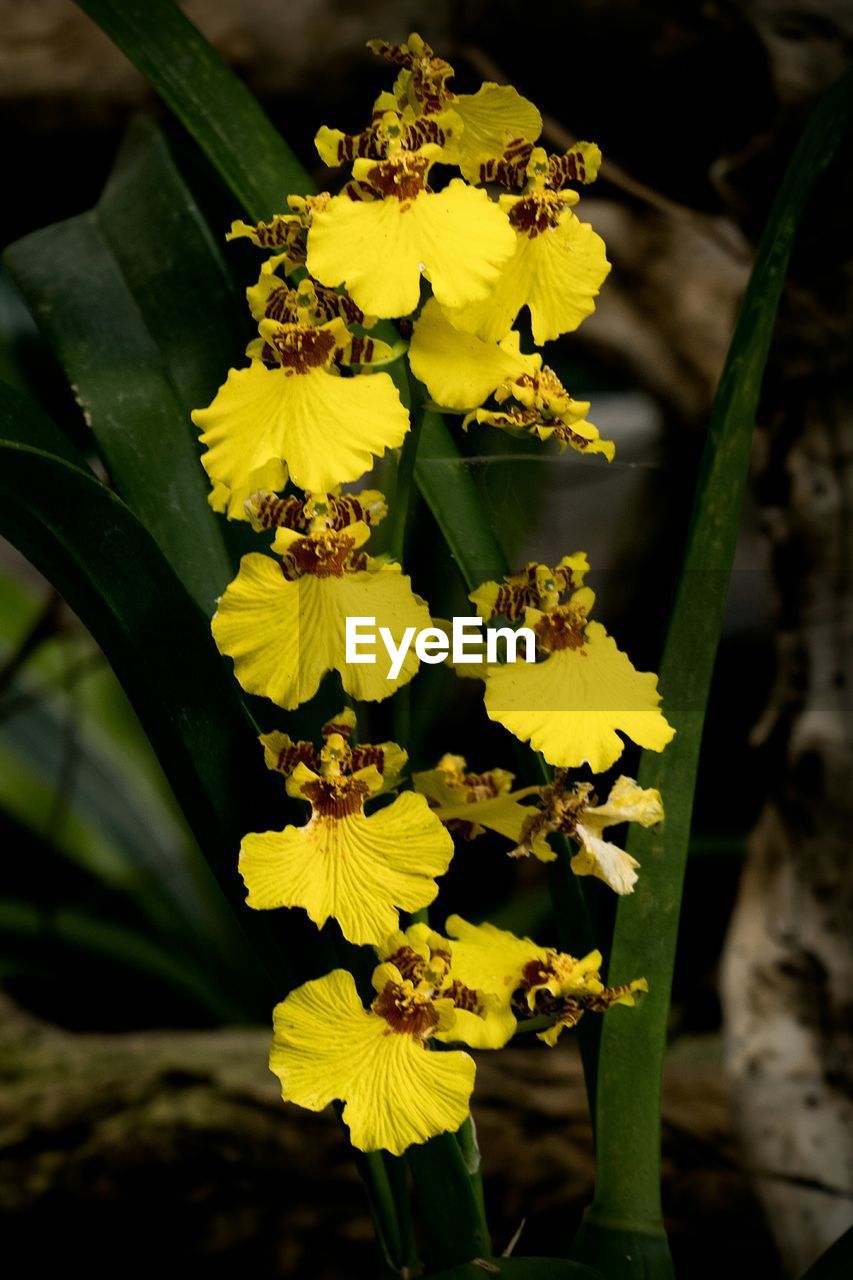 CLOSE-UP OF YELLOW FLOWER