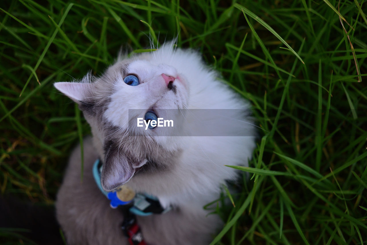 Maui the ragdoll cat on his daily walk.