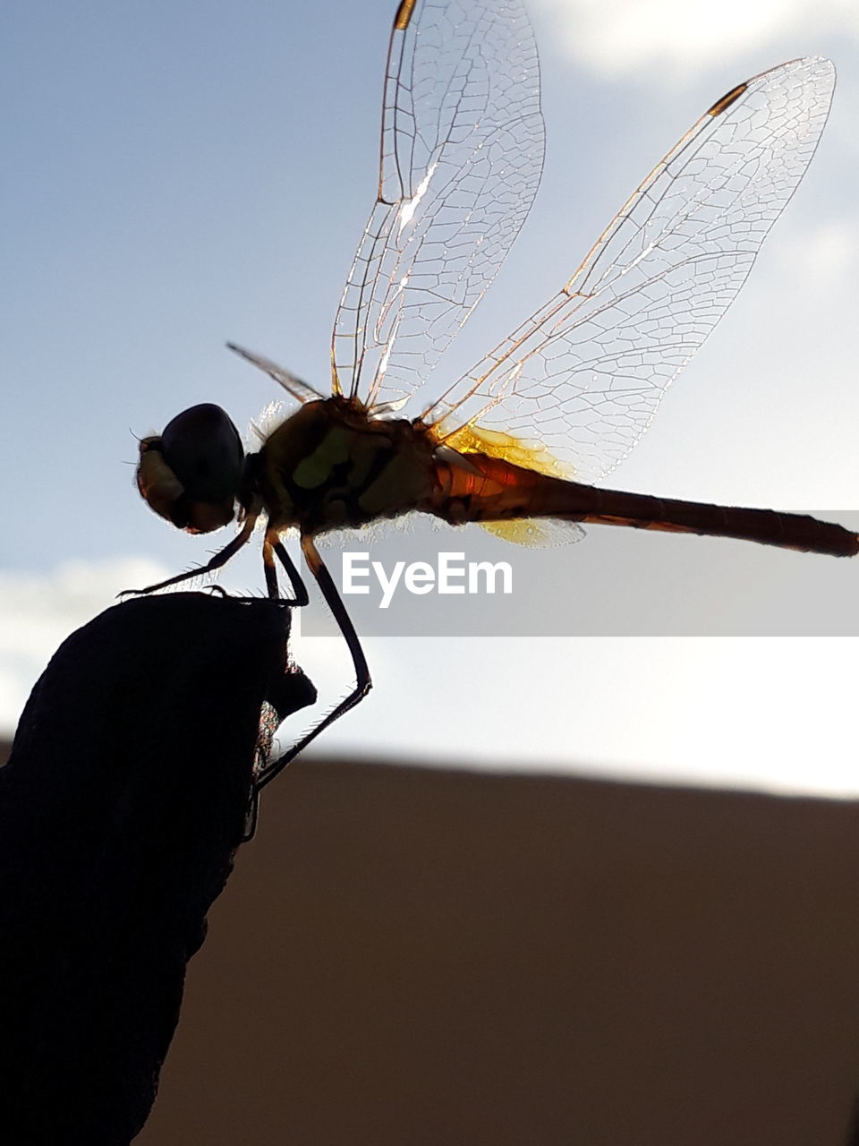 CLOSE-UP OF DRAGONFLY ON PLANT AGAINST BLURRED BACKGROUND