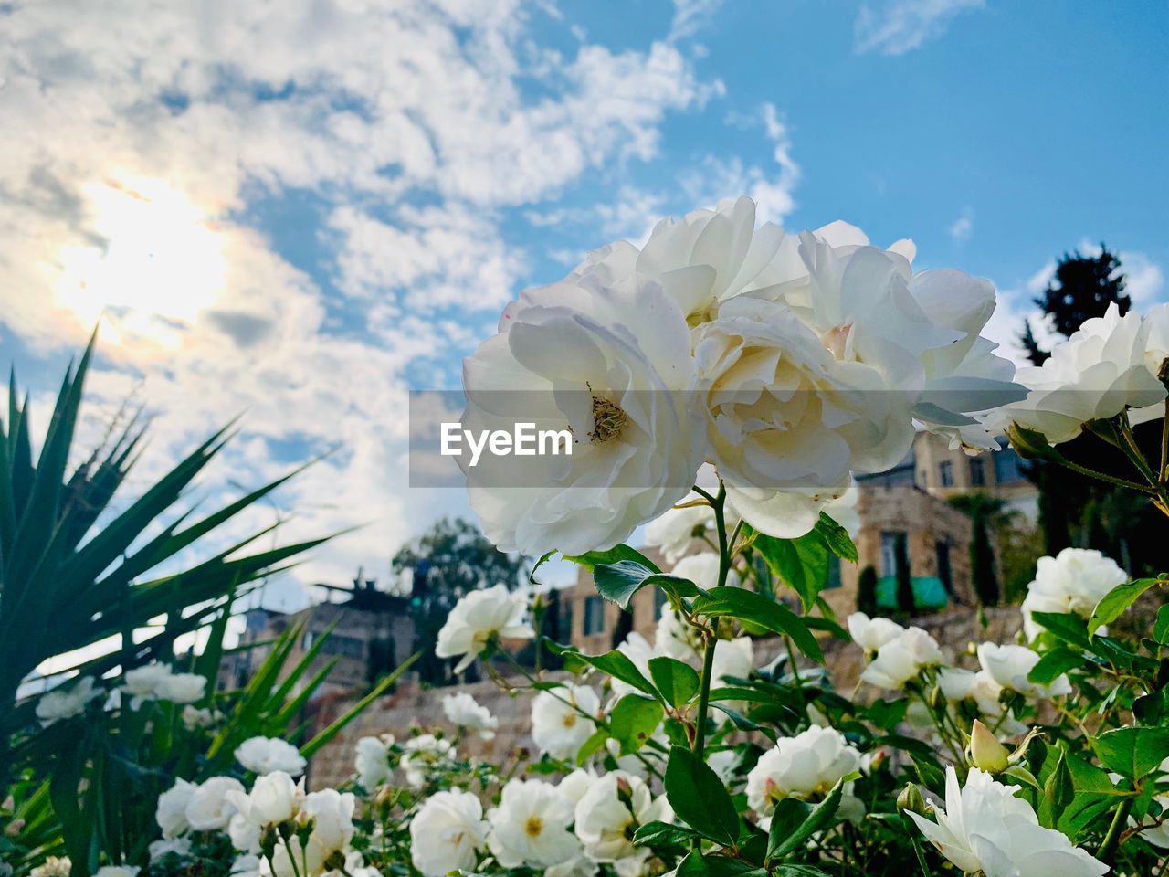 CLOSE-UP OF WHITE FLOWER AGAINST SKY