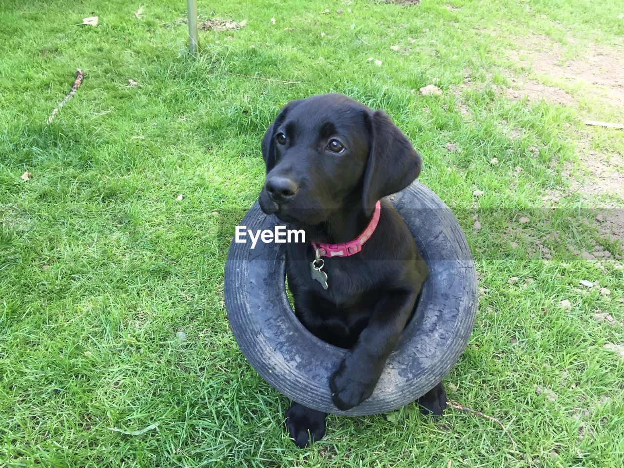 HIGH ANGLE VIEW OF DOG SITTING ON GRASSY FIELD