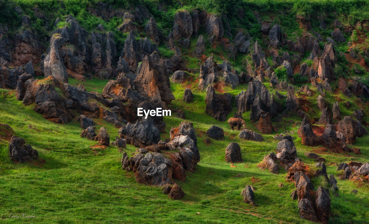 SCENIC VIEW OF SHEEP GRAZING IN FIELD