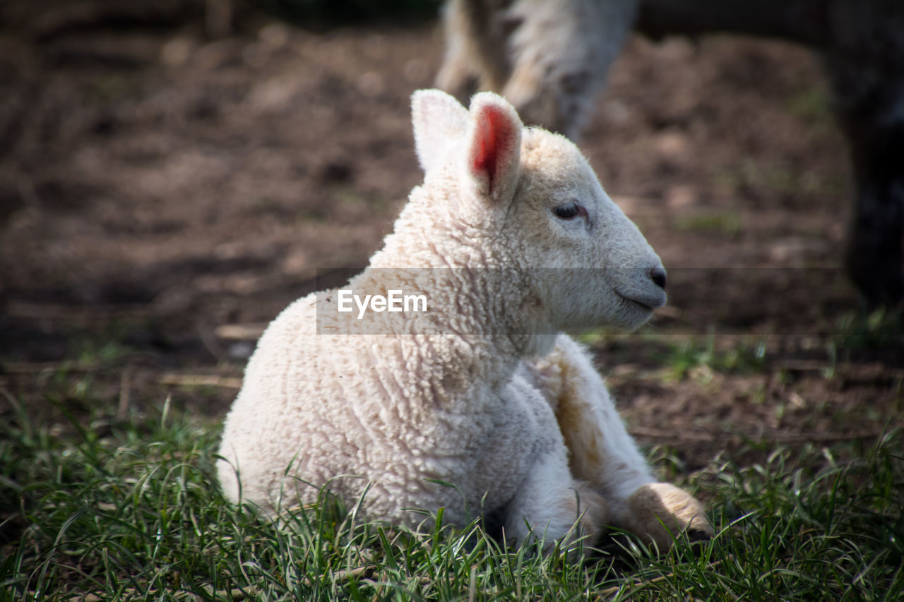 Close-up of lamb in field