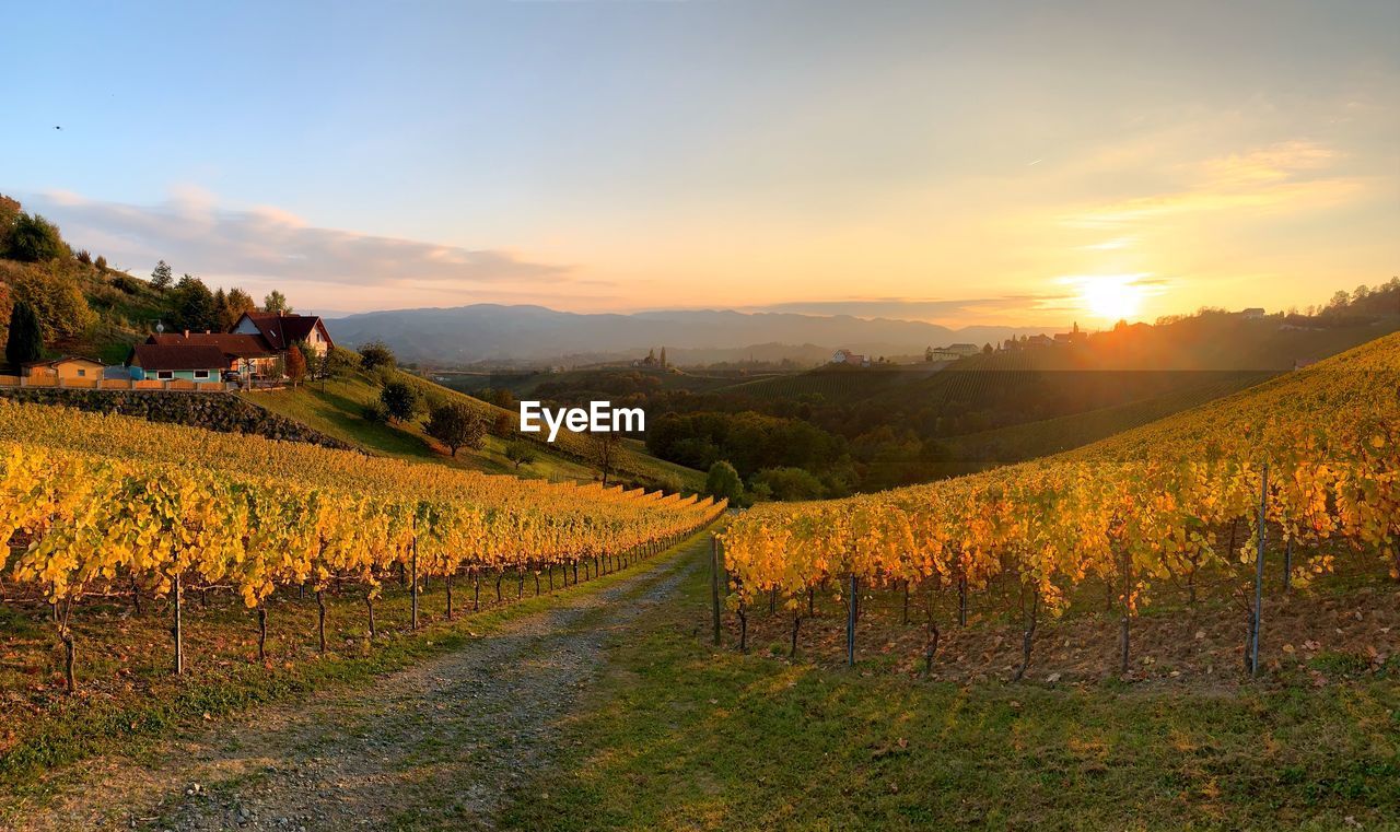 SCENIC VIEW OF VINEYARD DURING SUNSET
