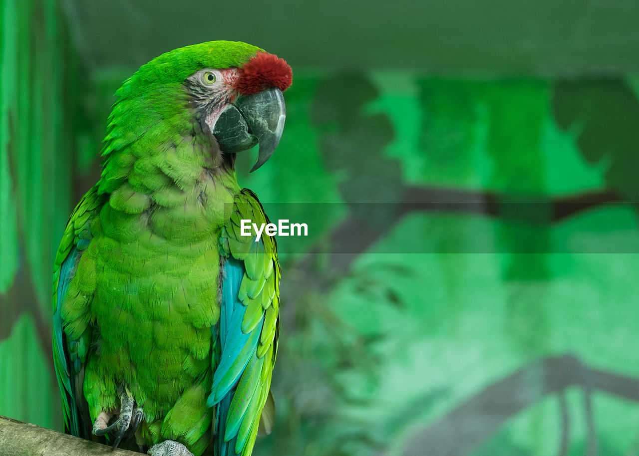 CLOSE-UP OF PARROT PERCHING OUTDOORS