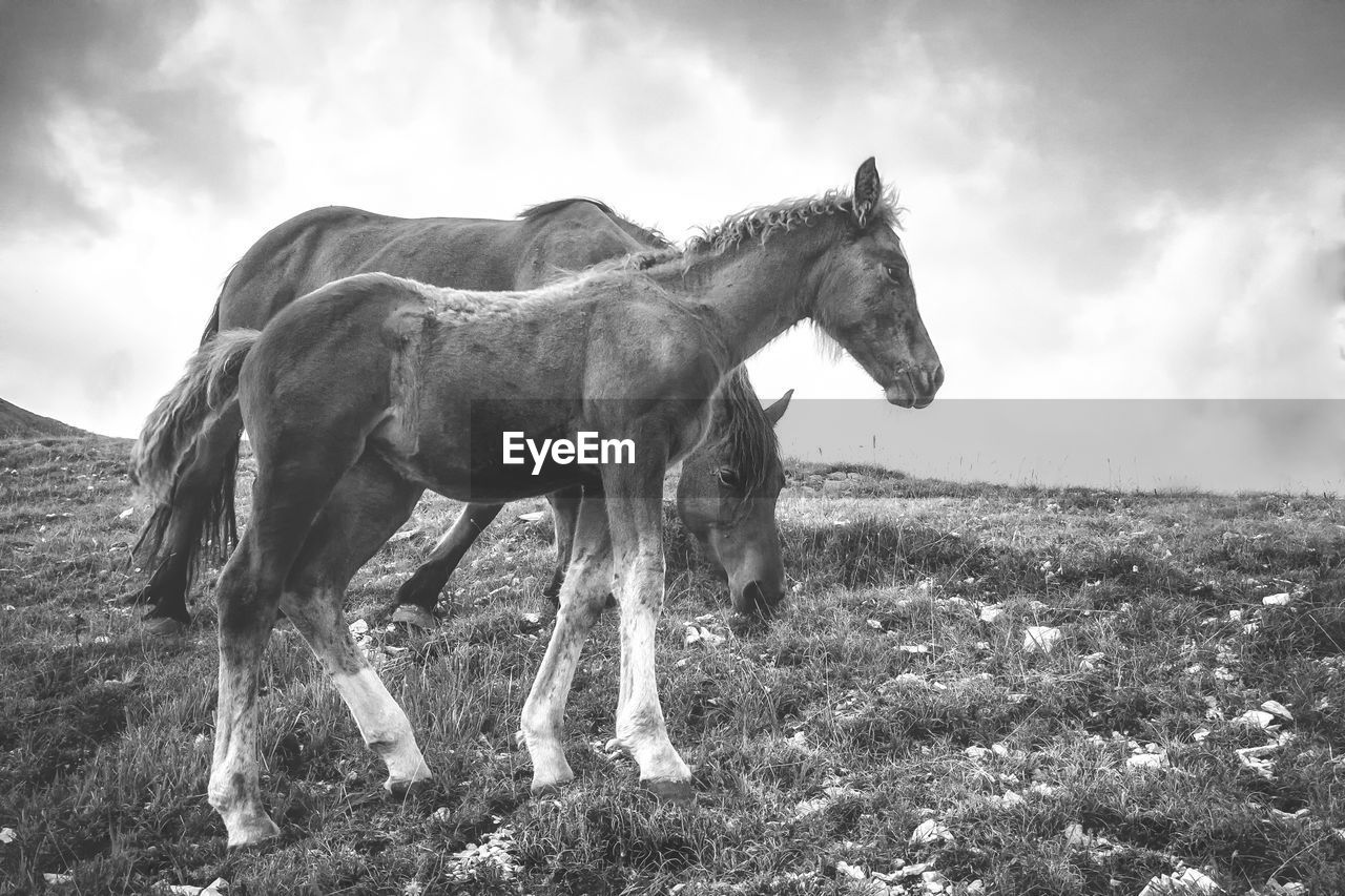 Horse standing on field against sky