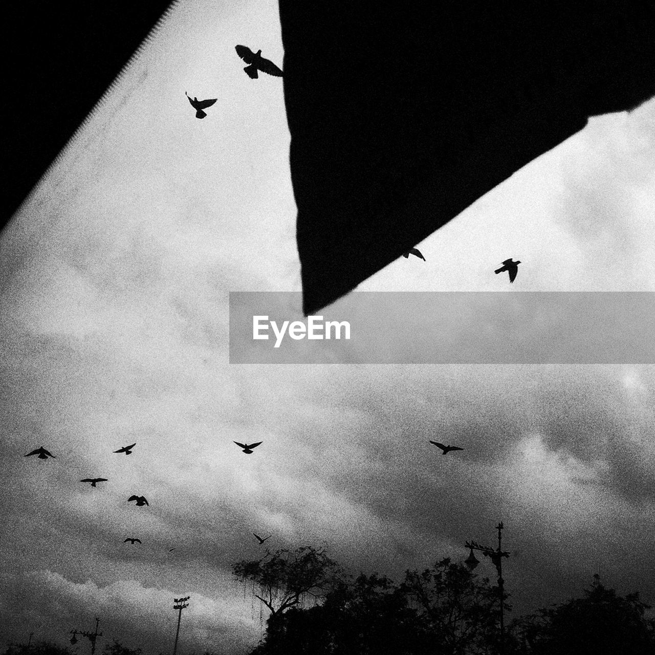 LOW ANGLE VIEW OF SILHOUETTE BIRDS AGAINST SKY