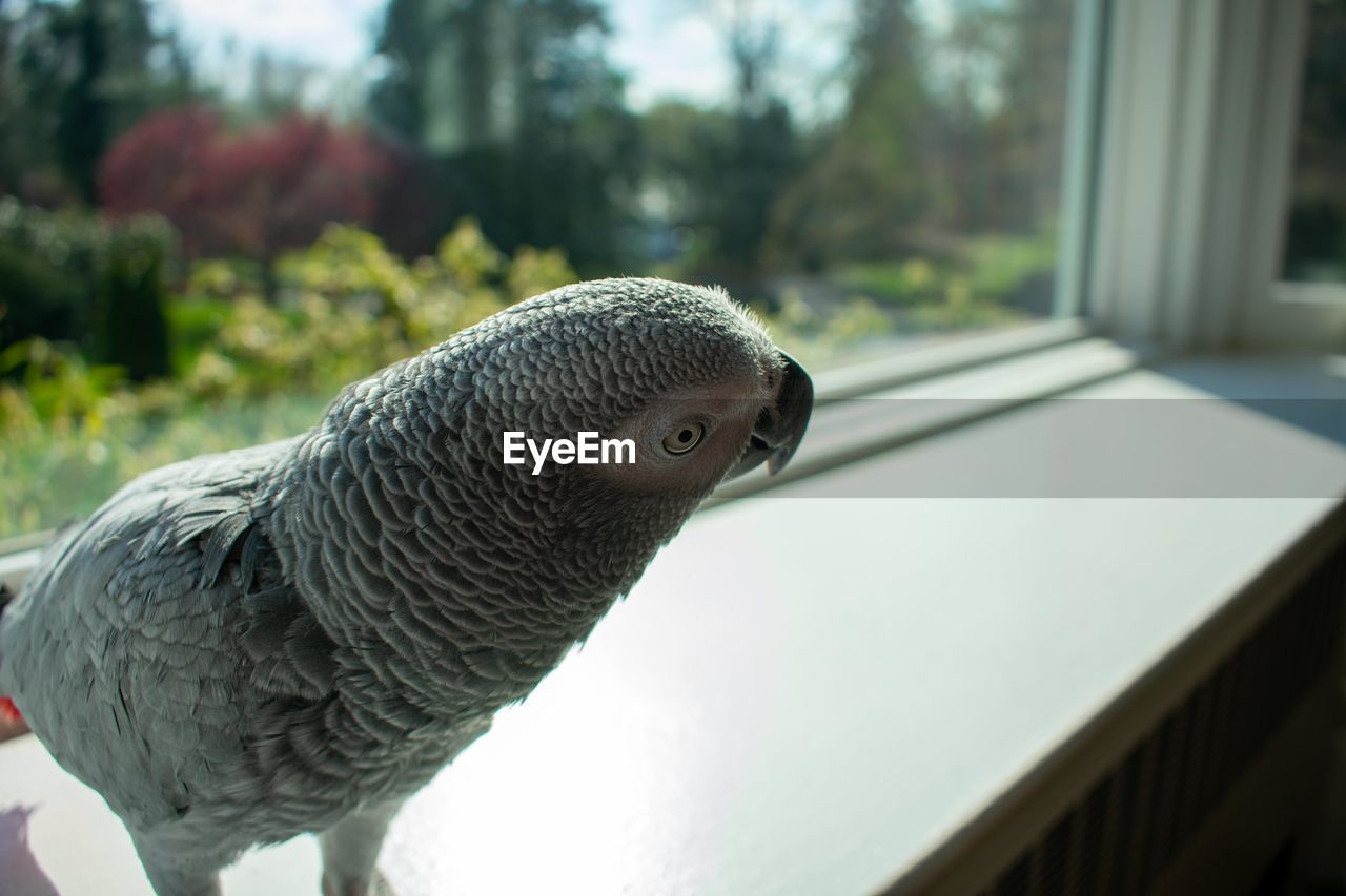 An african grey parrot standing on a windowsill next to a large window on a bright day