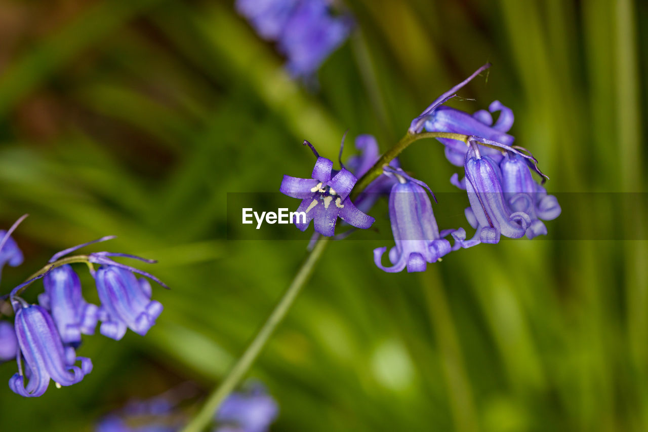 Close-up of purple flowering plants