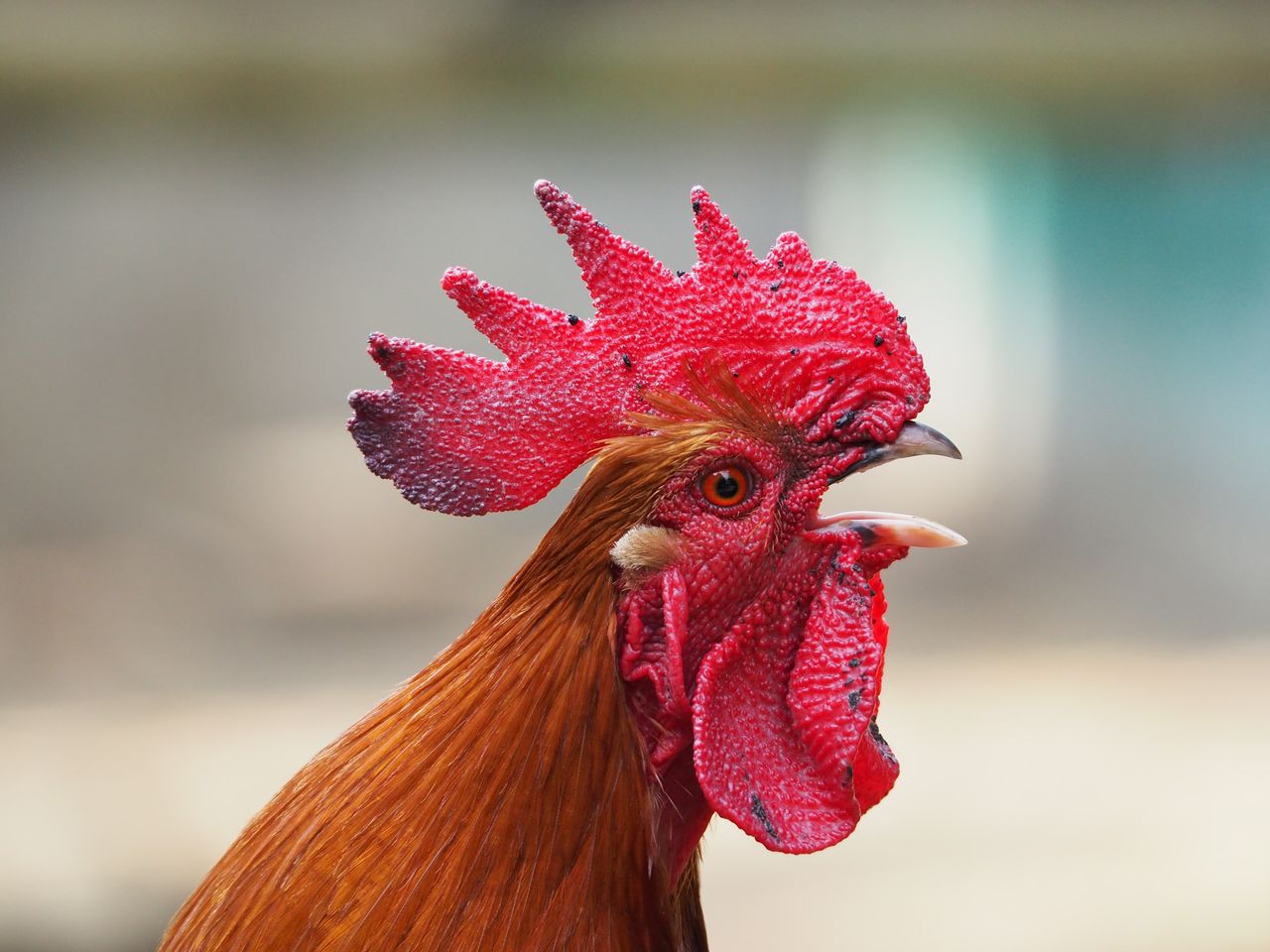 Close-up of rooster