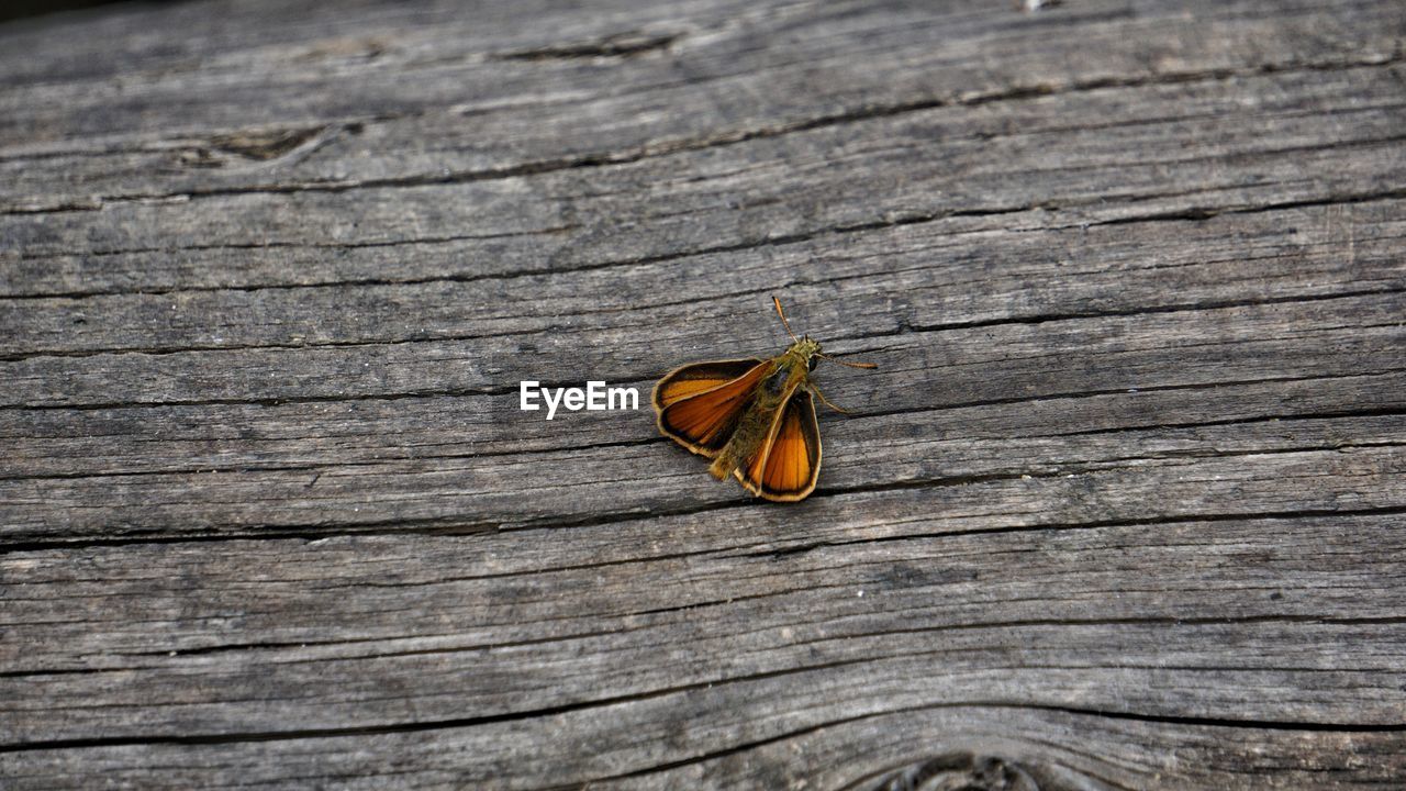 CLOSE-UP OF BUTTERFLY ON WOOD