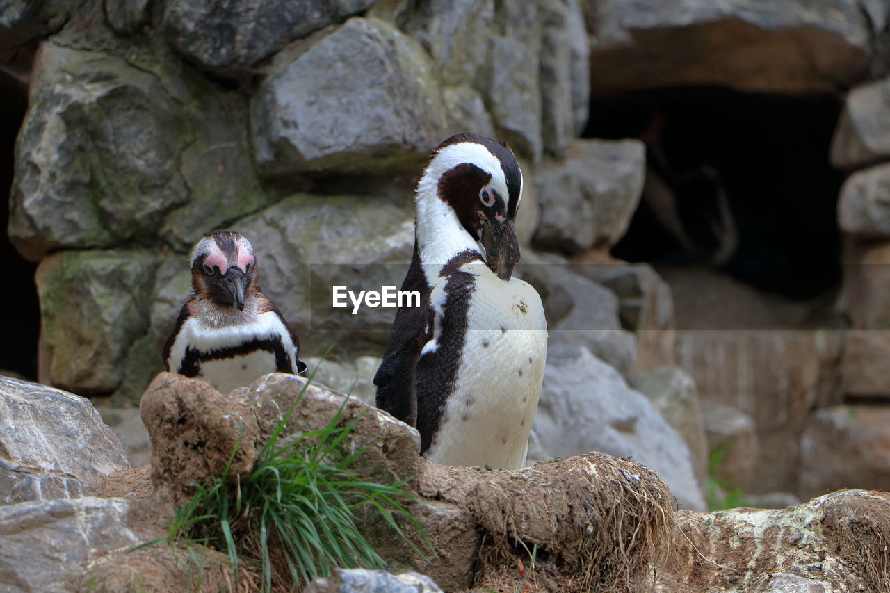 View of penguins in zoo