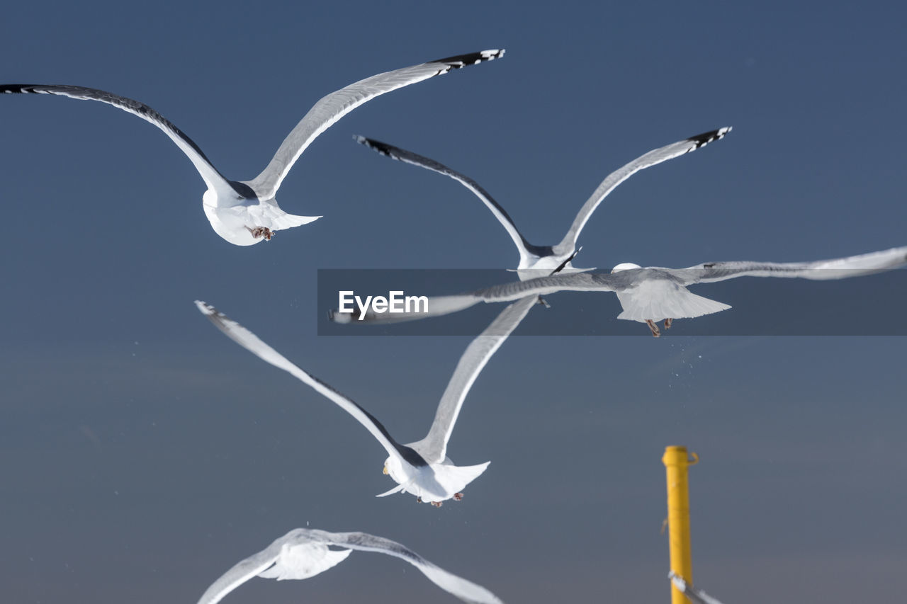 Low angle view of seagulls flying against sky