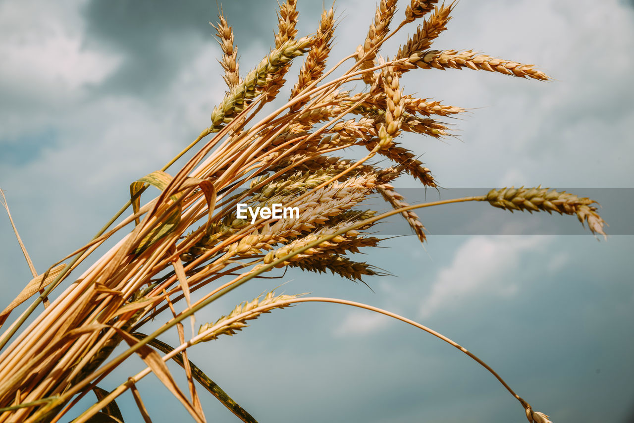 Bunch of ripe golden wheat on a background of sky.