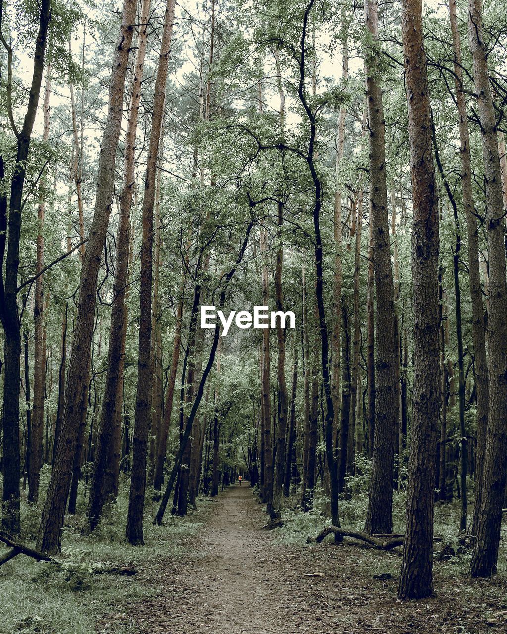 Footpath amidst trees in forest