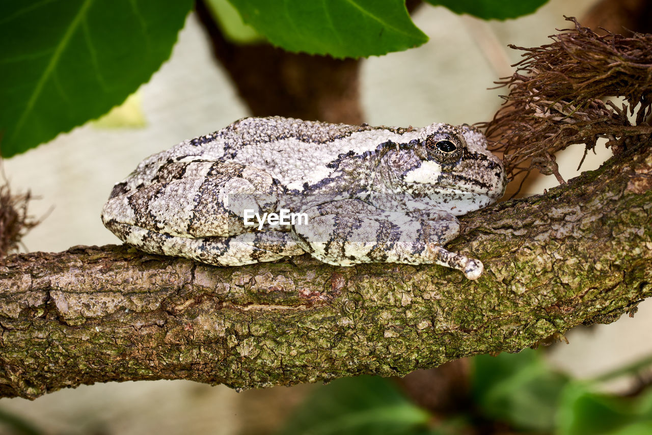 Gray tree frog resting on a branch.