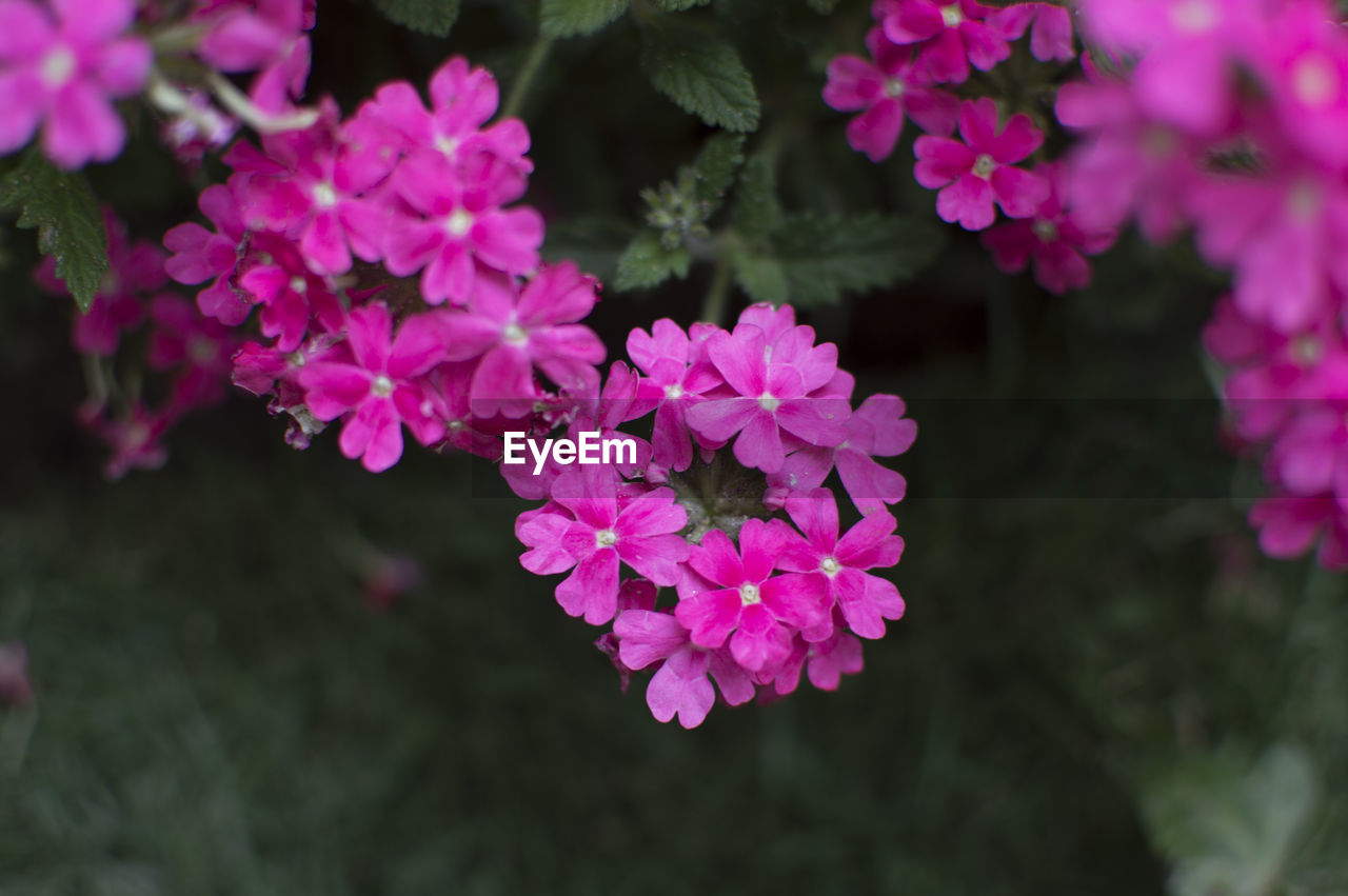 Close-up of pink flowering plant