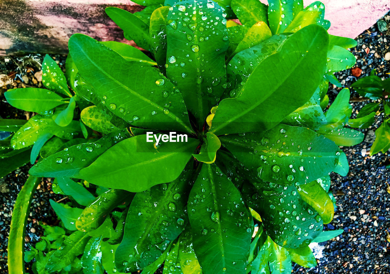 HIGH ANGLE VIEW OF RAINDROPS ON LEAVES