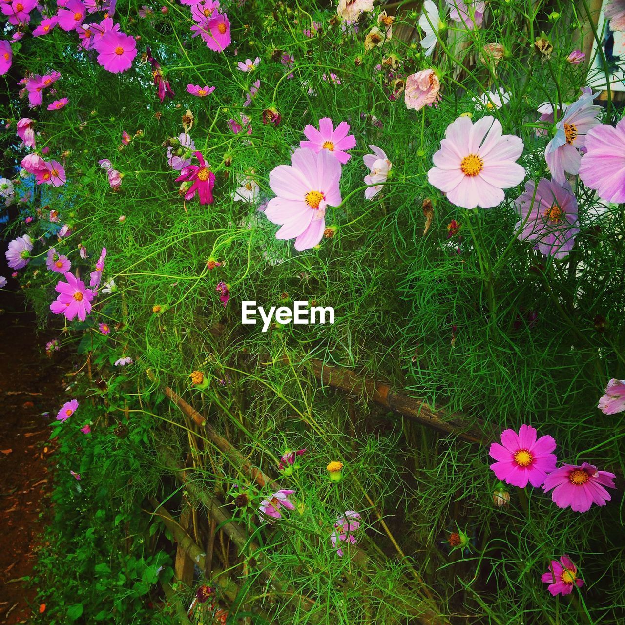 HIGH ANGLE VIEW OF PURPLE FLOWERING PLANTS ON FIELD