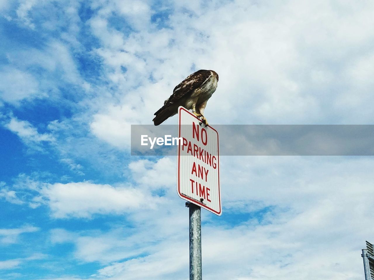 Low angle view of bird perching on no parking sign