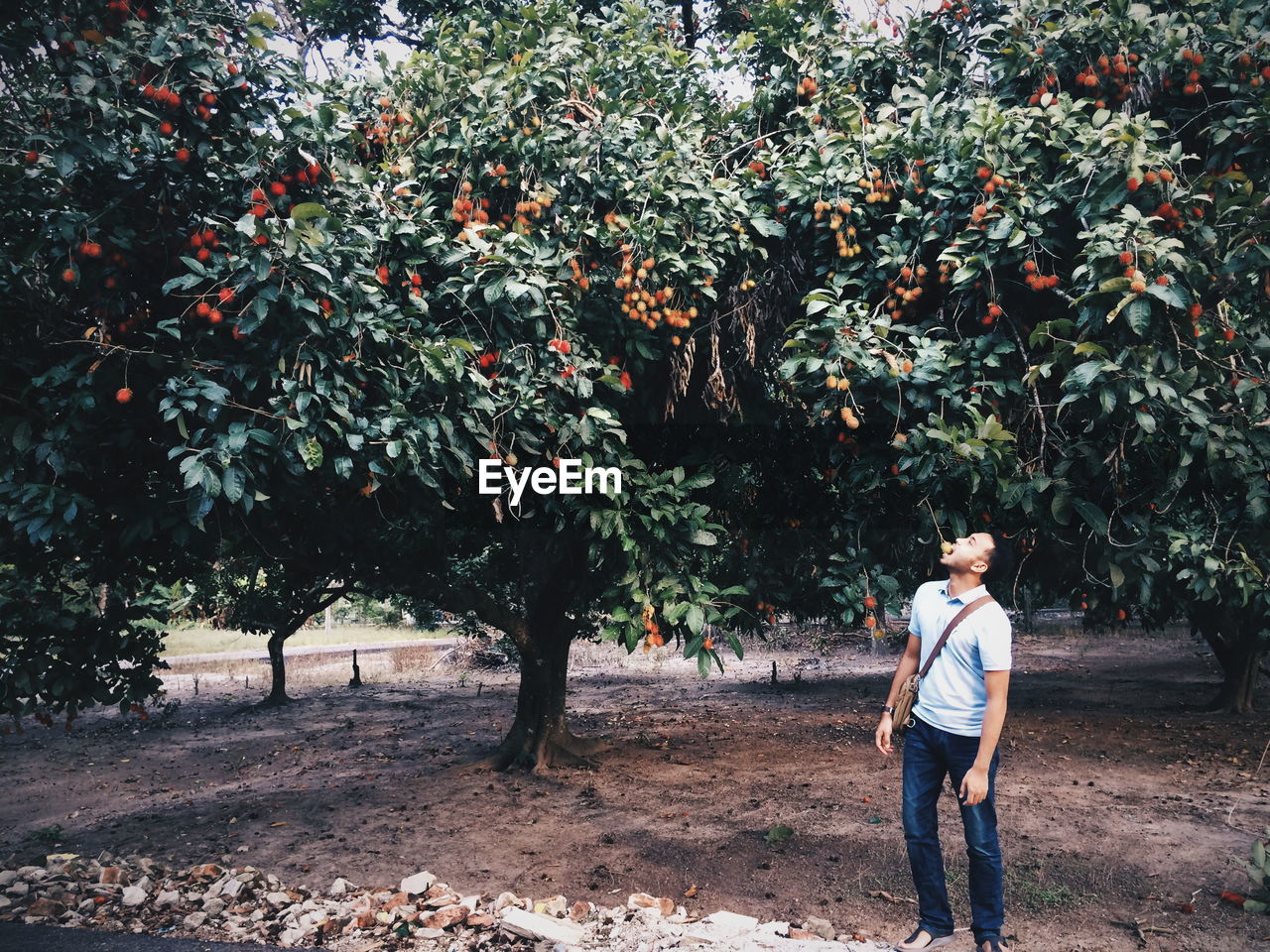 Full length of young man eating fruit from tree