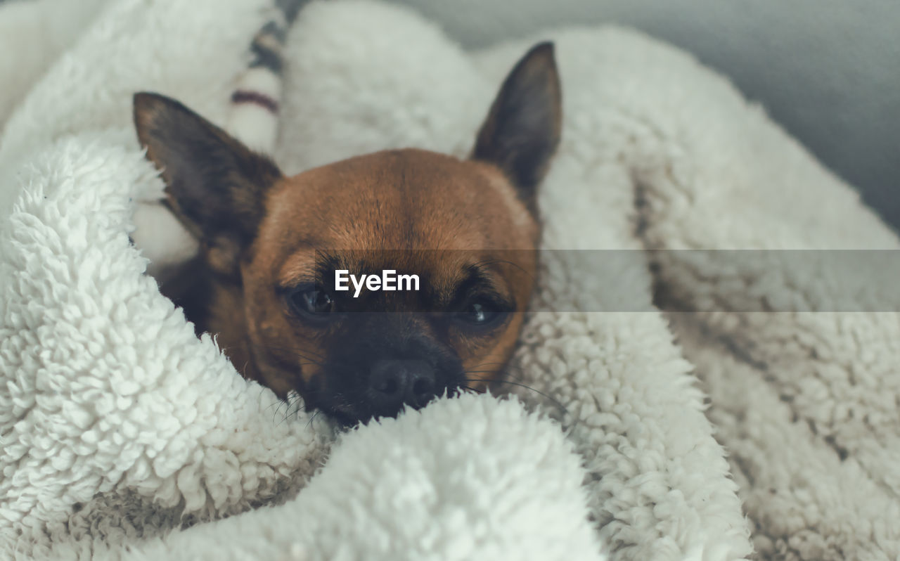 Portrait of a brown chihuahua in a white blanket