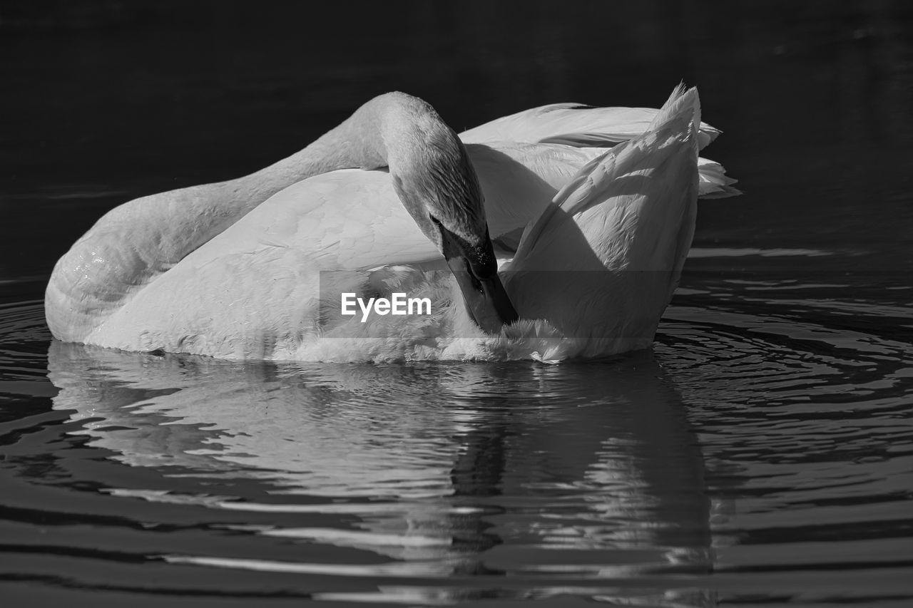 SWAN FLOATING ON LAKE