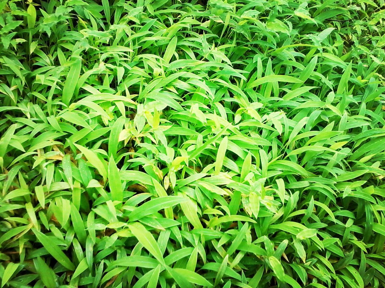 FULL FRAME SHOT OF LEAVES