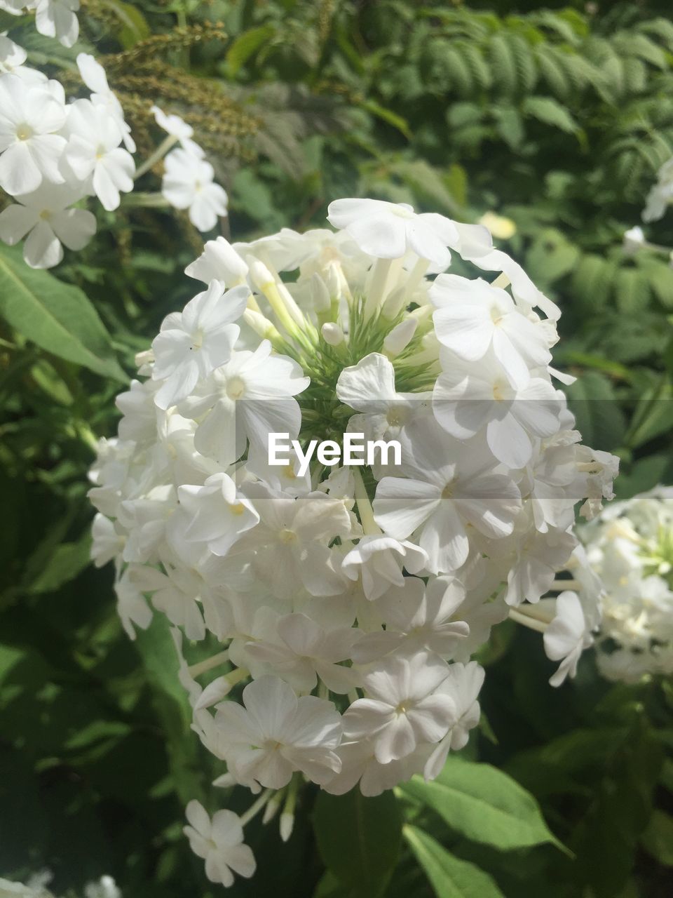 CLOSE-UP OF WHITE FLOWERS BLOOMING