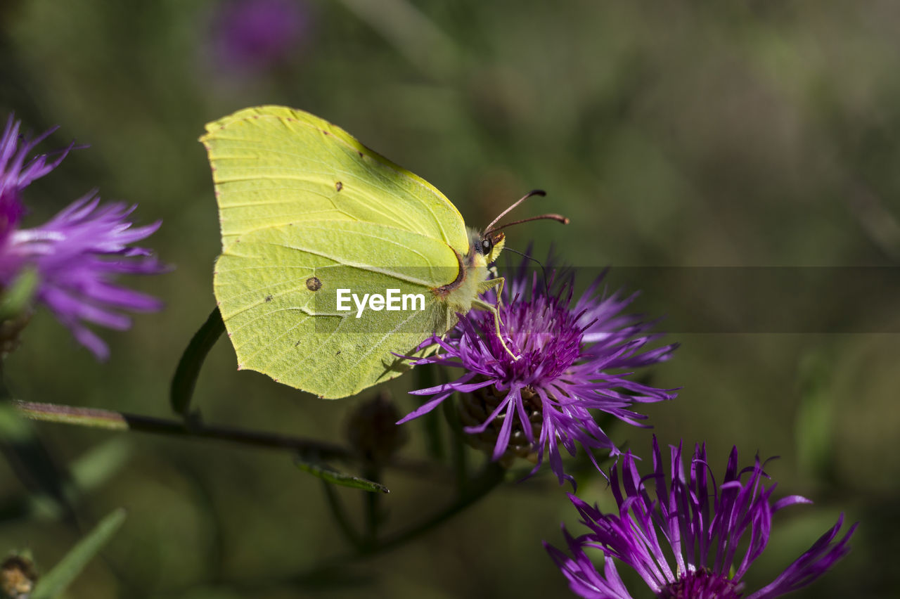 Close-up of butterfly on purple flower