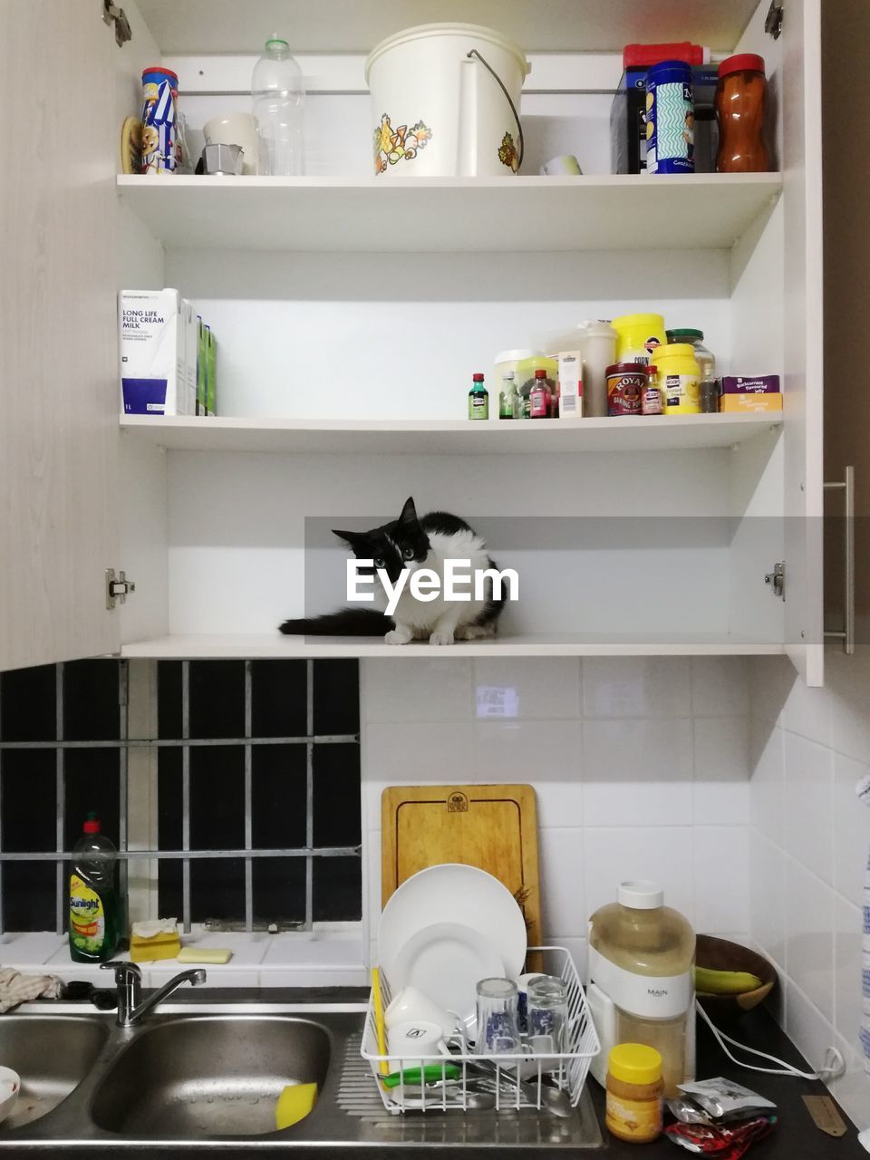 CAT SITTING IN SHELF