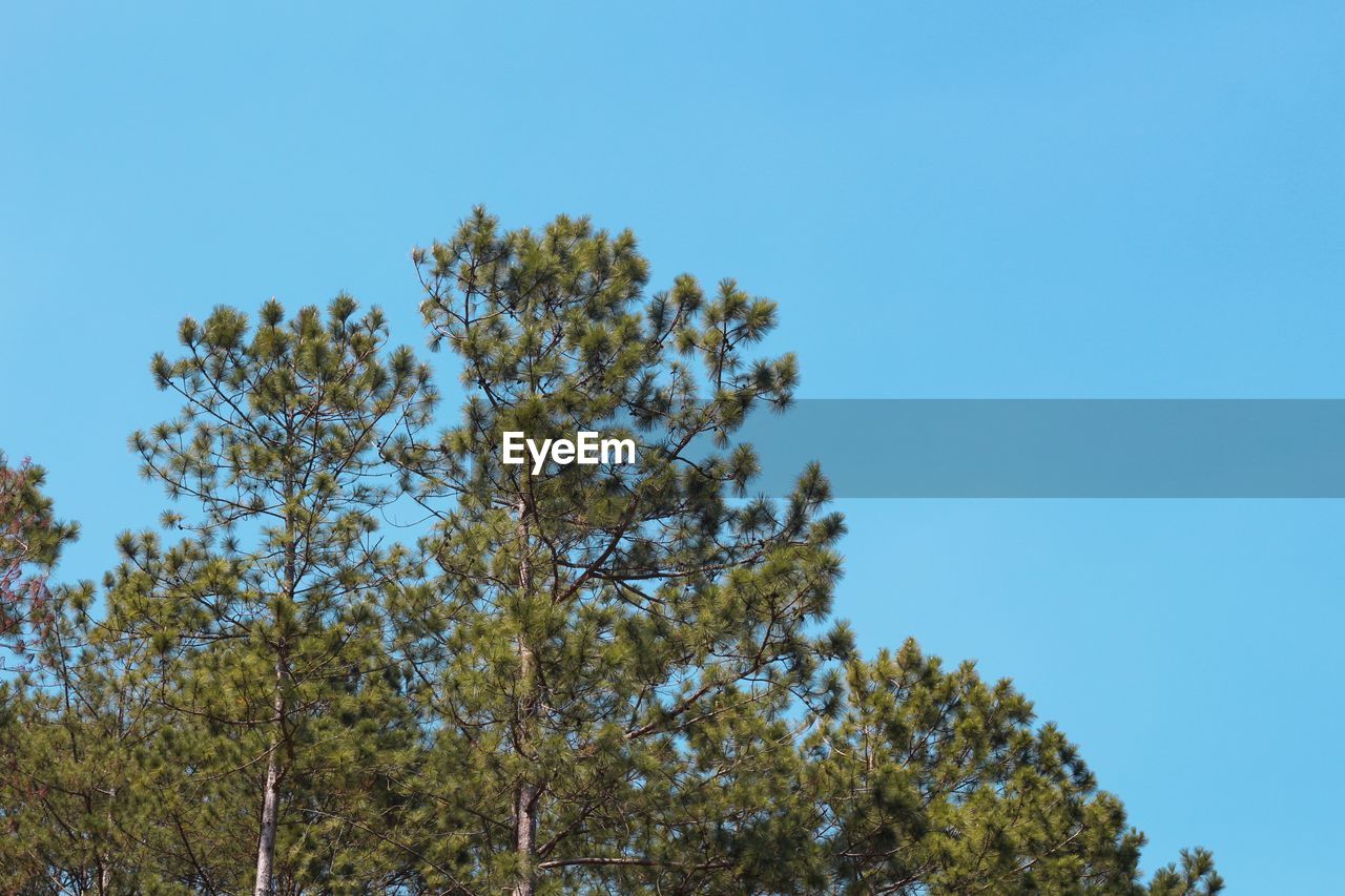 Low angle view of tree against clear blue sky