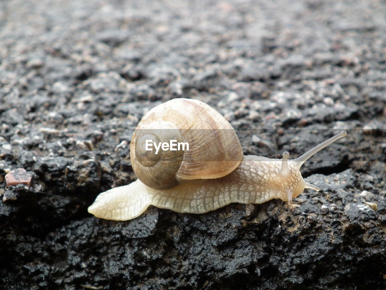 Close-up of snail on rock