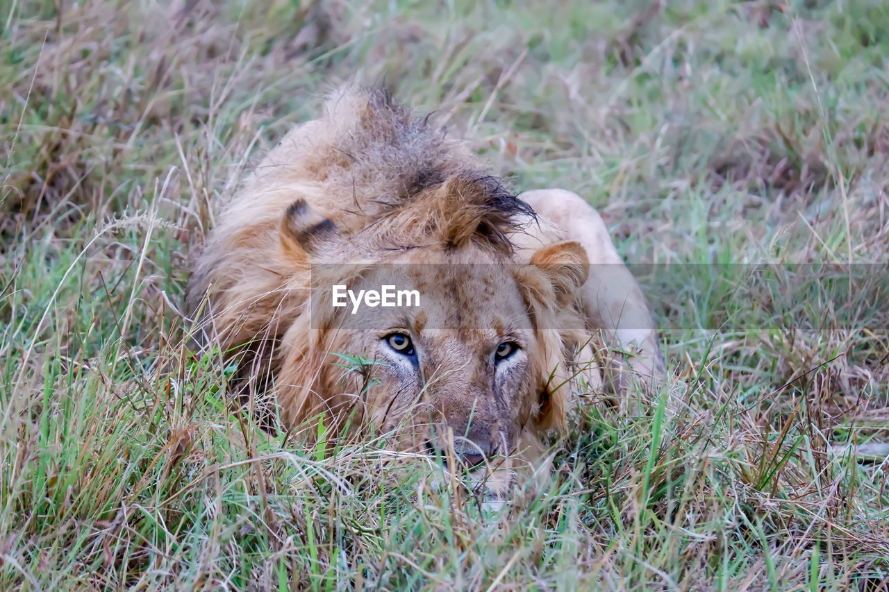 A male lion lays in the grass in the maasai mara, kenya