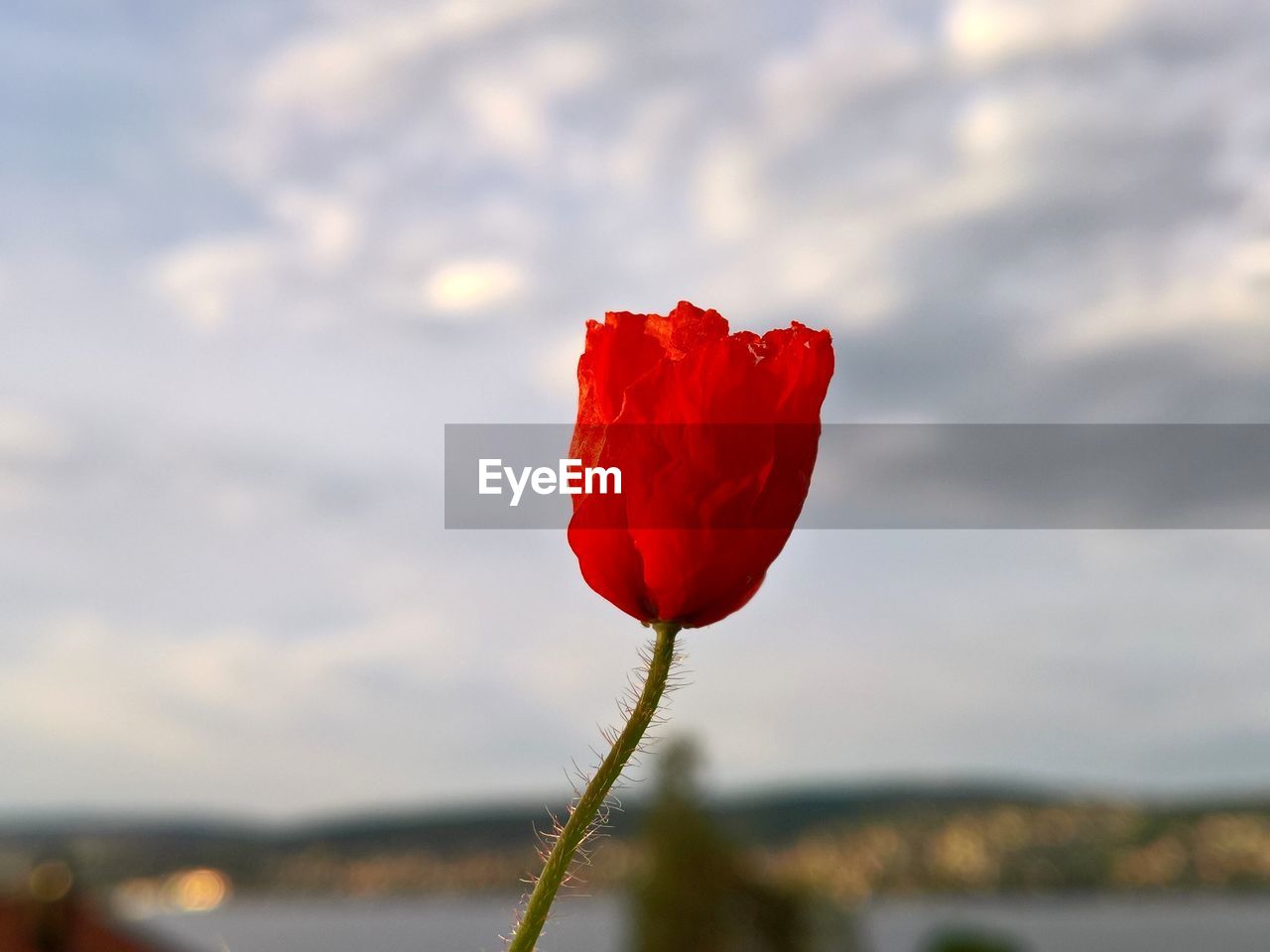 Close-up of red poppy blooming against sky