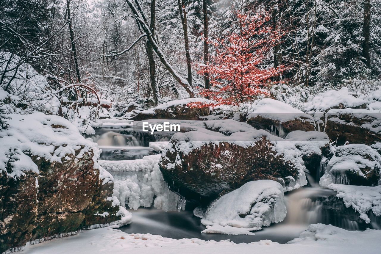 SNOW COVERED PLANTS IN FOREST