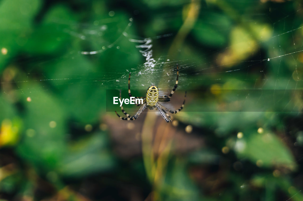 Close-up of spider on web