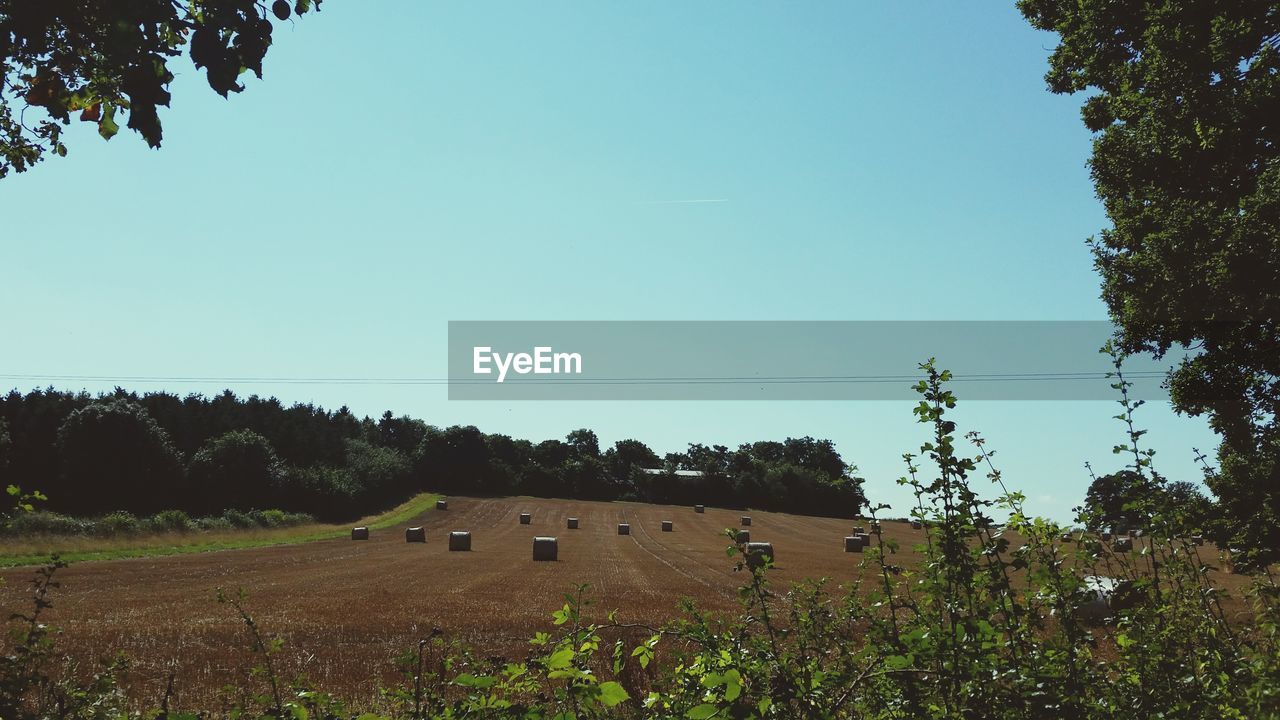 Scenic view of field against clear sky