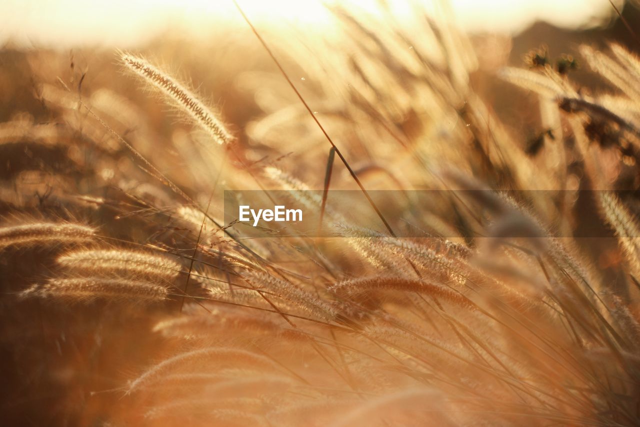 CLOSE-UP OF WHEAT FIELD