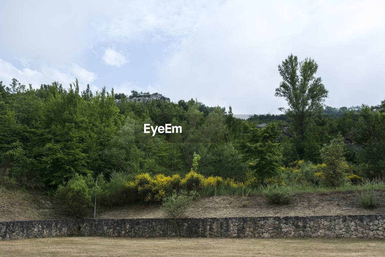 Scenic view of river amidst trees against sky