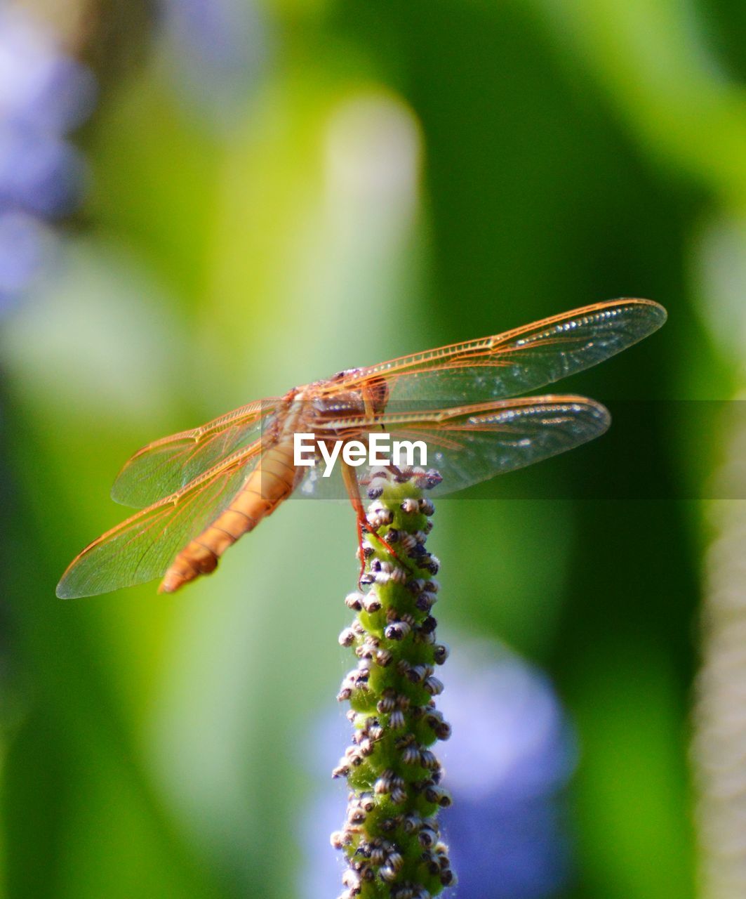 CLOSE-UP OF INSECT ON GREEN PLANT
